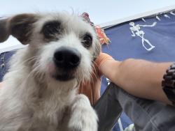 Lost Female Dog last seen Center and edinger, Santa Ana, CA 92704