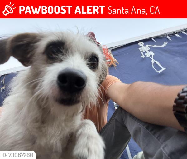 Lost Female Dog last seen Center and edinger, Santa Ana, CA 92704