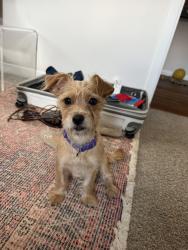 Found/Stray Female Dog last seen Tc jester disc golf, Houston, TX 77018