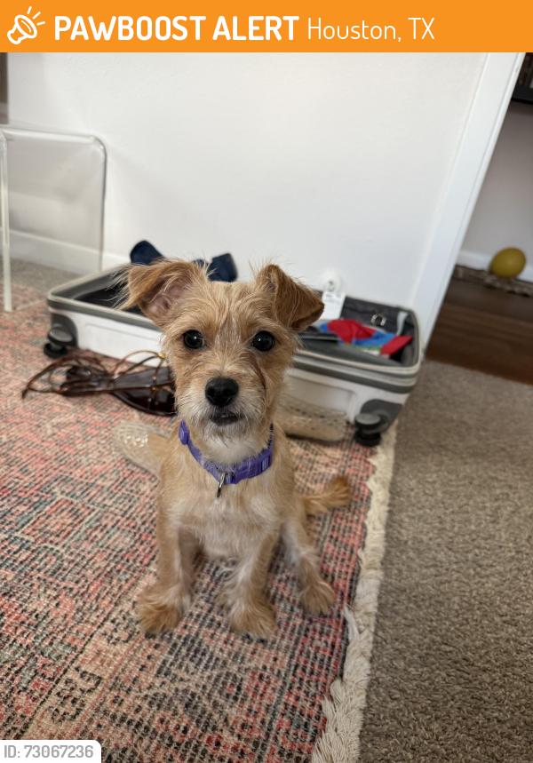 Found/Stray Female Dog last seen Tc jester disc golf, Houston, TX 77018