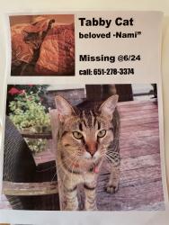 Lost Female Cat last seen Linwood and S Avon st, Saint Paul, MN 55105