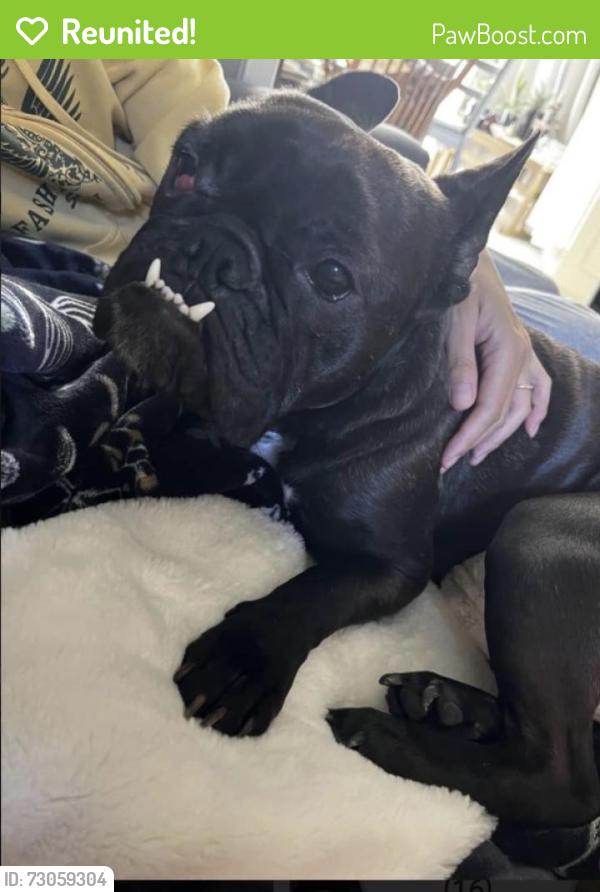 Reunited Female Dog last seen L street , Capitol Heights, MD 20743