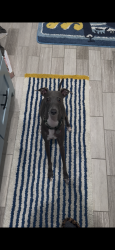 Lost Female Dog last seen Sleepy Hollow and Brom Bone, Pearland, TX 77581