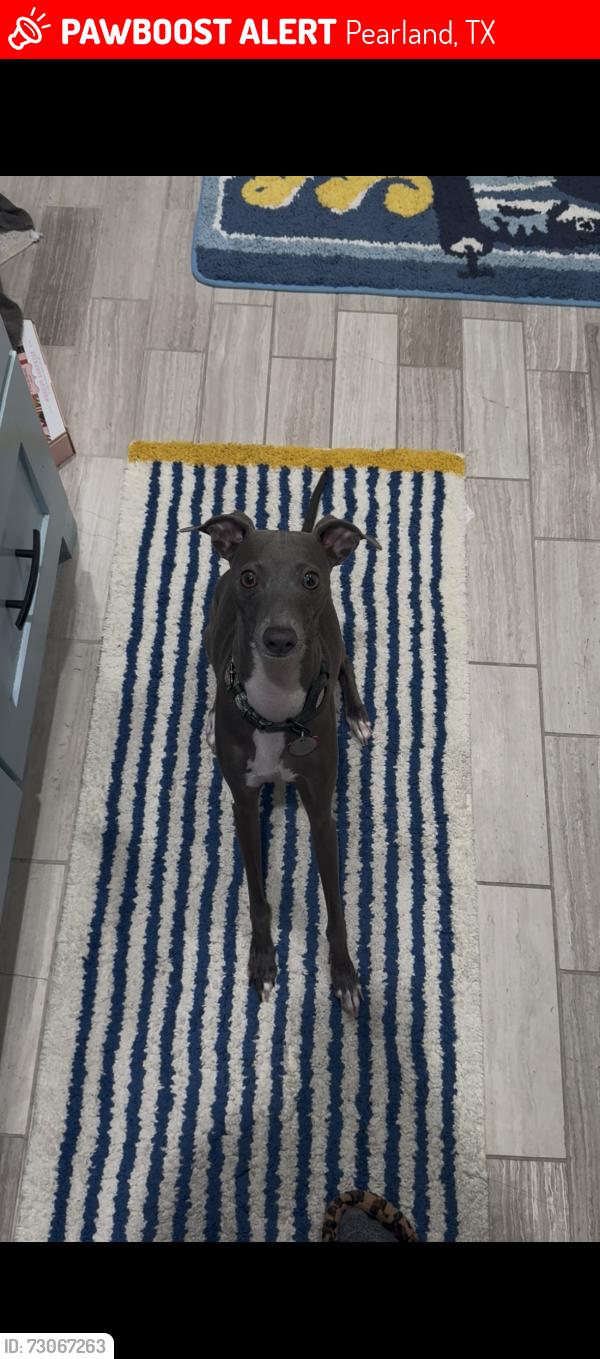Lost Female Dog last seen Sleepy Hollow and Brom Bone, Pearland, TX 77581