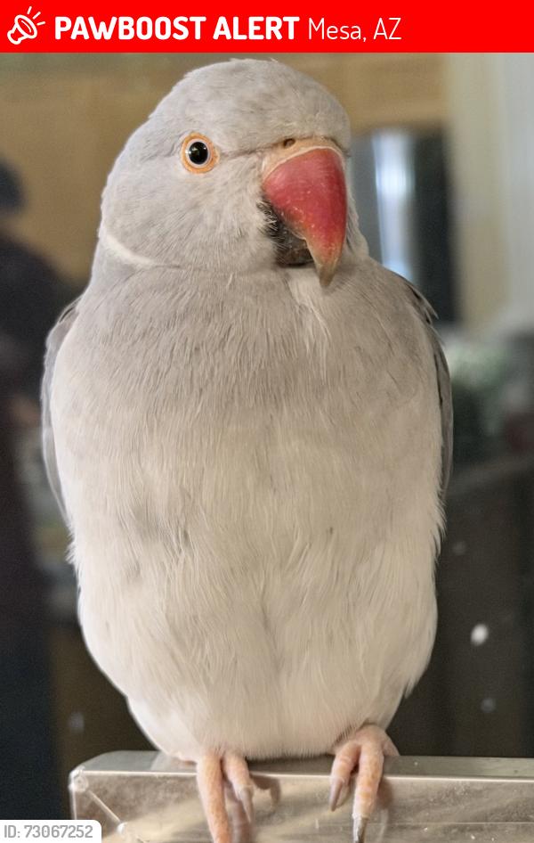 Lost Male Bird last seen E Fairview Ave and Forge Ave, Mesa, AZ 85206