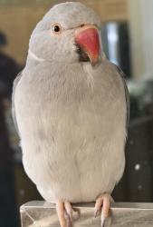 Lost Male Bird last seen E Fairview Ave and Forge Ave, Mesa, AZ 85206
