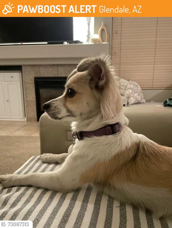 Found/Stray Female Dog last seen 71st ave & Deer Valley, Glendale, AZ 85308