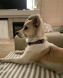 Found/Stray Female Dog last seen 71st ave & Deer Valley, Glendale, AZ 85308