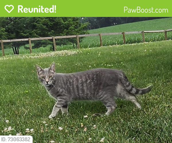 Reunited Unknown Cat last seen Big Berthas/Sittler, South Heidelberg Township, PA 19608
