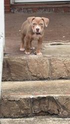 Lost Female Dog last seen Castle Heights, Winston-Salem, NC 27105