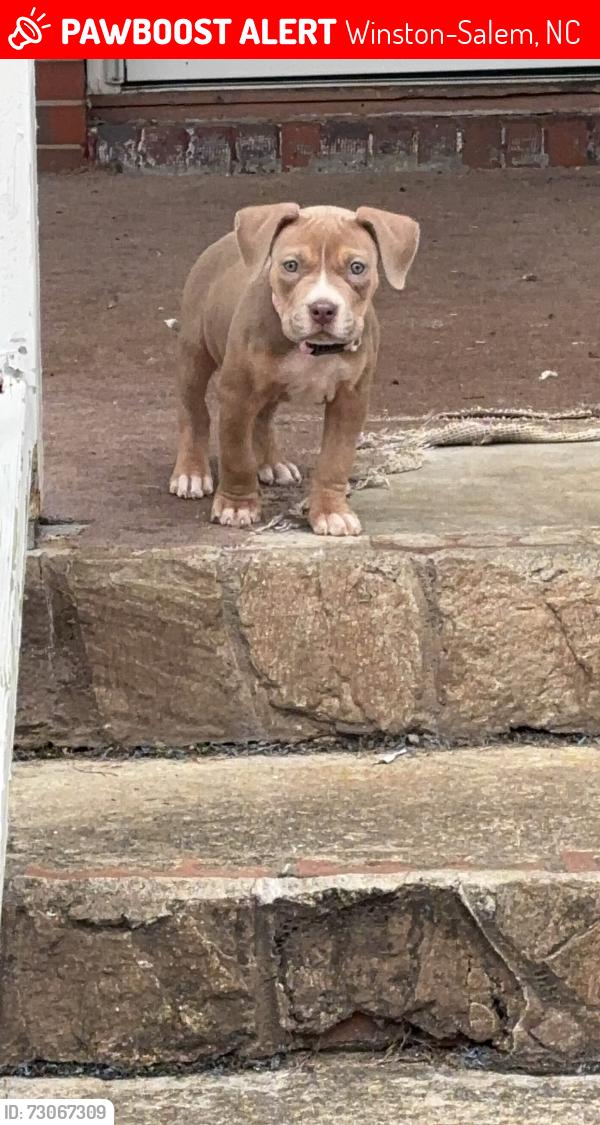 Lost Female Dog last seen Castle Heights, Winston-Salem, NC 27105