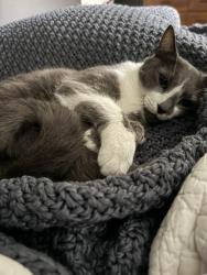 Reunited Male Cat last seen N Chester & Fayette St, Baltimore, MD 21231