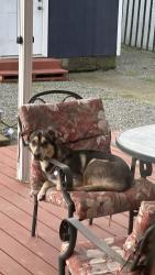 Reunited Male Dog last seen Tacoma bass pro shop, Tacoma, WA 98408