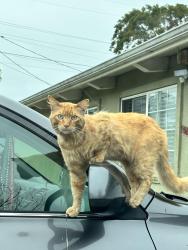 Lost Male Cat last seen Near bell haven school, Menlo Park, CA 94025