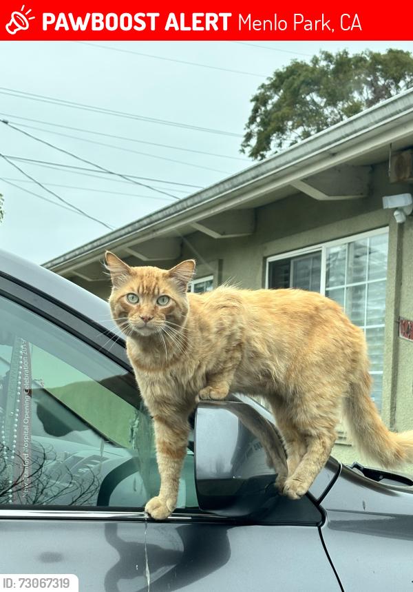 Lost Male Cat last seen Near bell haven school, Menlo Park, CA 94025