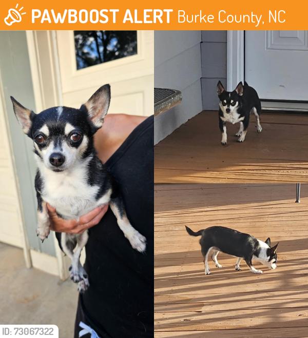 Found/Stray Female Dog last seen Dysartsville Road and Patton Road near Dry Ponds Park, Burke County, NC 28655
