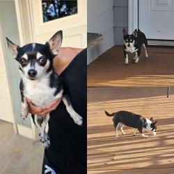 Found/Stray Female Dog last seen Dysartsville Road and Patton Road near Dry Ponds Park, Burke County, NC 28655