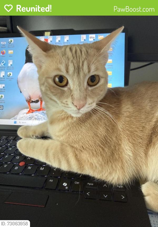 Reunited Female Cat last seen burnhamthorpe and dixie, Mississauga, ON L4X 2R1