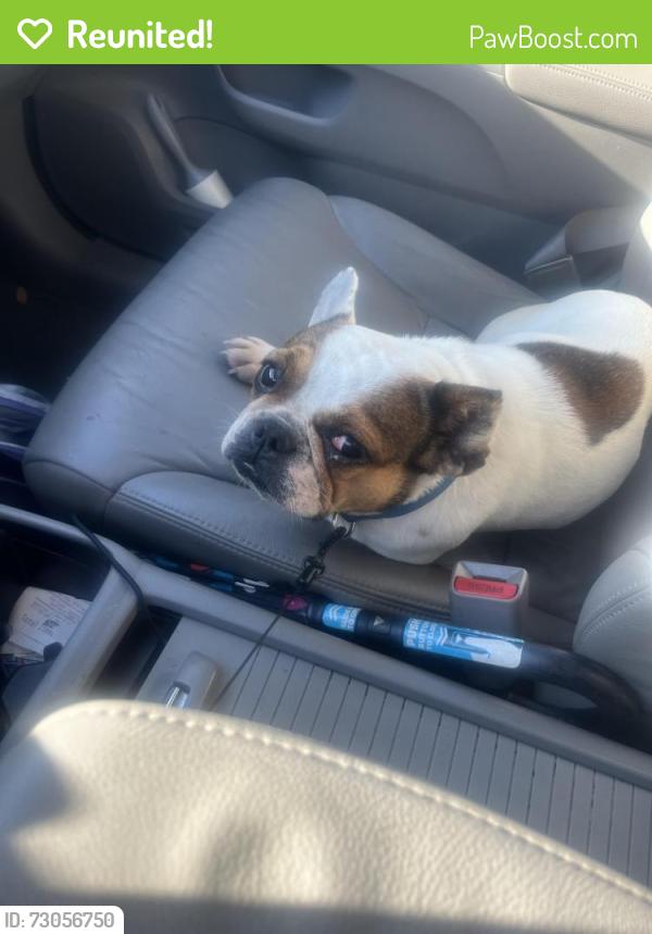 Reunited Unknown Dog last seen Rhodine @ Balm Riverview rd.  , Riverview, FL 33569