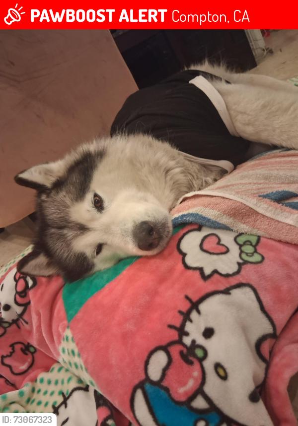 Lost Female Dog last seen Alondra and white, Compton, CA 90221