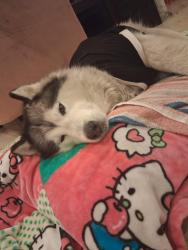 Lost Female Dog last seen Alondra and white, Compton, CA 90221