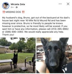 Lost Male Dog last seen Metro parkway and mound, Sterling Heights, MI 48310