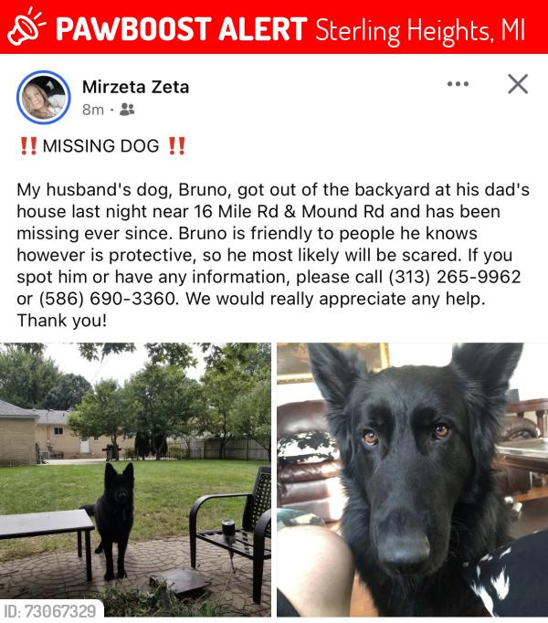 Lost Male Dog last seen Metro parkway and mound, Sterling Heights, MI 48310