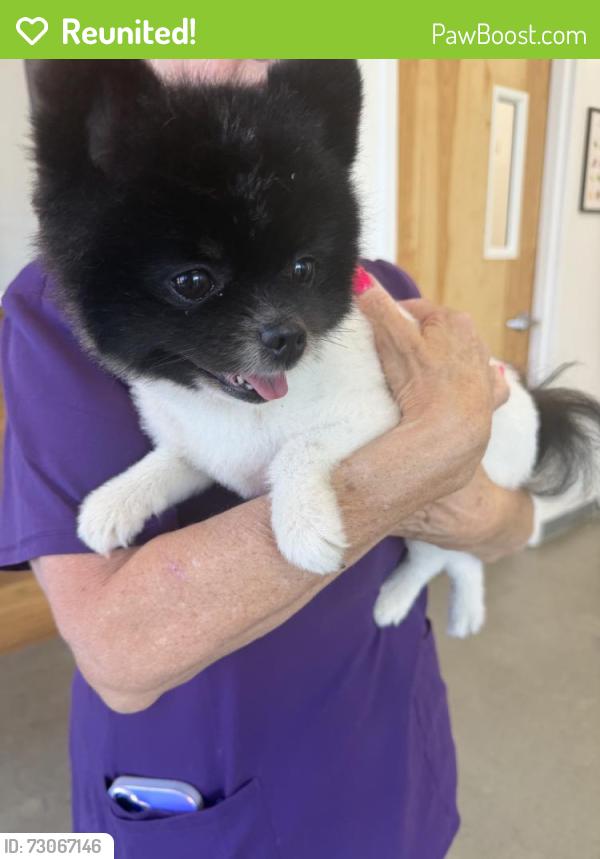 Reunited Male Dog last seen Near Spring St, Flowery Branch, GA 30542, USA, Flowery Branch, GA 30542