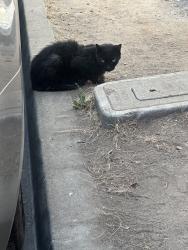 Found/Stray Unknown Cat last seen Ohio Pl & La Mesita Pl, La Mesa, CA 91942