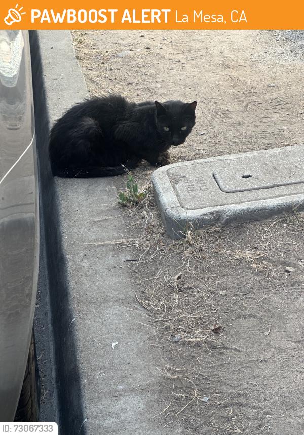 Found/Stray Unknown Cat last seen Ohio Pl & La Mesita Pl, La Mesa, CA 91942