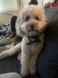 Reunited Male Dog last seen Near Sherwood ct Pittsburg ca, Pittsburg, CA 94565