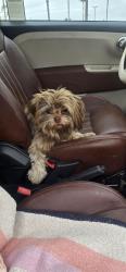 Found/Stray Male Dog last seen North Sante Fe & W Bobbier, Vista, CA 92083