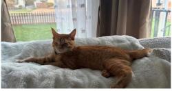 Reunited Male Cat last seen GREEN ACERS AND MANSFIELD AVE, Spokane Valley, WA 99016