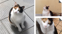 Lost Female Cat last seen Proximo a coop capuava., Parque Erasmo Assunção, SP 09271-500