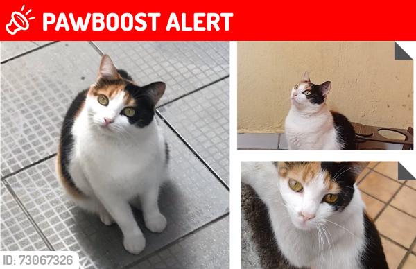 Lost Female Cat last seen Proximo a coop capuava., Parque Erasmo Assunção, SP 09271-500