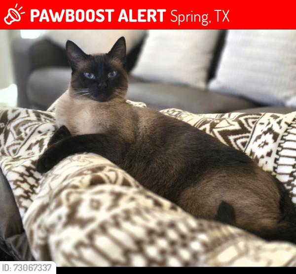 Lost Male Cat last seen  Manon Ln, Spring tx 77388, Spring, TX 77388