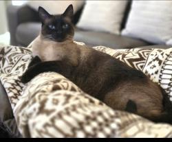 Lost Male Cat last seen  Manon Ln, Spring tx 77388, Spring, TX 77388