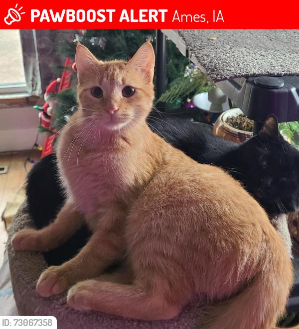 Lost Female Cat last seen North Dakota Ave, Ames, IA 50014