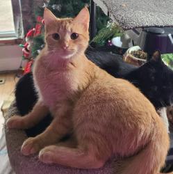 Lost Female Cat last seen North Dakota Ave, Ames, IA 50014