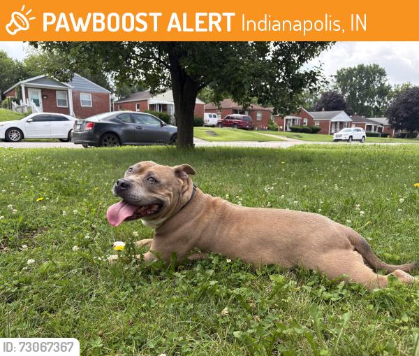 Found/Stray Female Dog last seen Brookville and S Bradley, Indianapolis, IN 46201