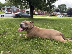 Found/Stray Female Dog last seen Brookville and S Bradley, Indianapolis, IN 46201