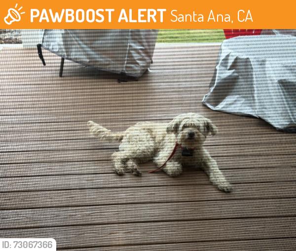 Found/Stray Unknown Dog last seen Baker & Santa Clara, Santa Ana, CA 92706