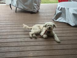 Found/Stray Unknown Dog last seen Baker & Santa Clara, Santa Ana, CA 92706