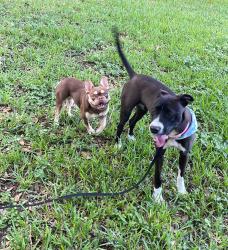 Lost Female Dog last seen Redondo, 8th street and 8th Ave., Homestead, FL 33030