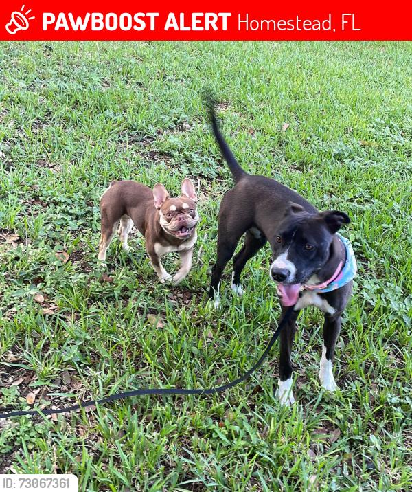 Lost Female Dog last seen Redondo, 8th street and 8th Ave., Homestead, FL 33030