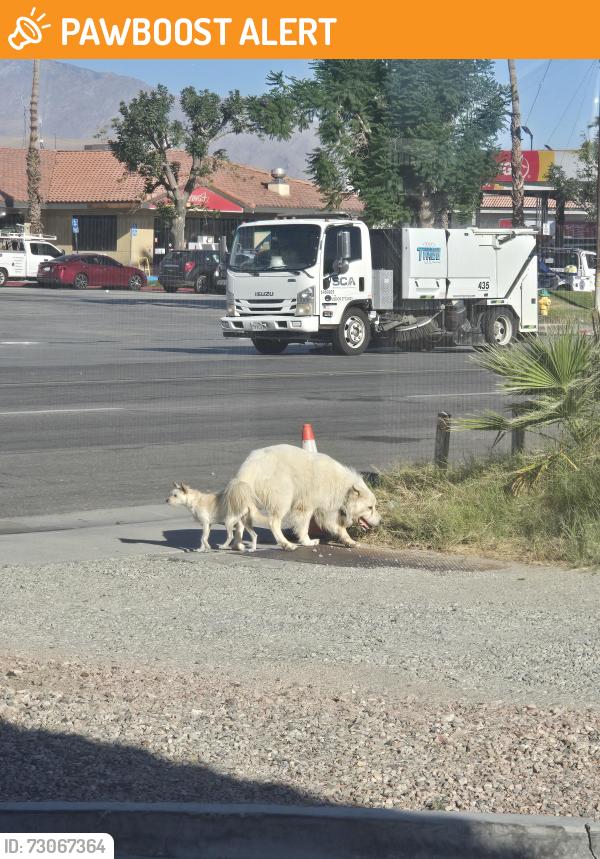 Found/Stray Unknown Dog last seen Goodys restaurant, Thousand Palms, CA 92276