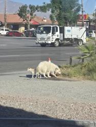 Found/Stray Unknown Dog last seen Goodys restaurant, Thousand Palms, CA 92276