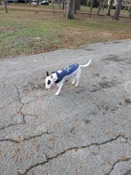 Lost Female Dog last seen Near Shenandoah Park Conroe Texas 77302, Conroe, TX 77302