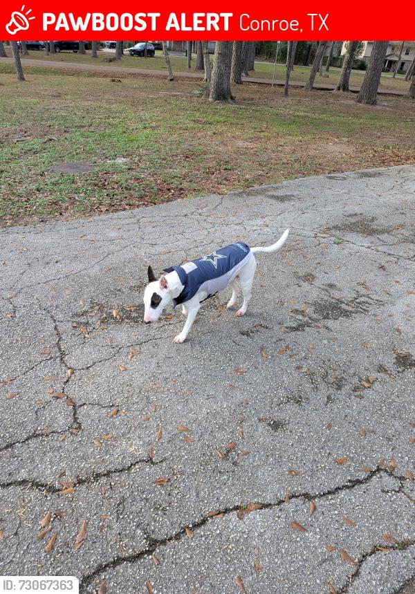 Lost Female Dog last seen Near Shenandoah Park Conroe Texas 77302, Conroe, TX 77302