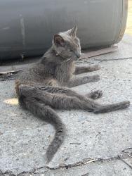 Found/Stray Unknown Cat last seen Grand Lagoon, Panama City, FL 32408